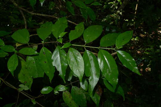 Imagem de Geniostoma rupestre var. ligustrifolium (Cunn.) B. J. Conn