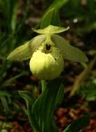 Image of Yellow Cypripedium