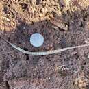 Image of Brush-tailed pipefish