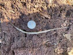 Image of Brush-tailed pipefish