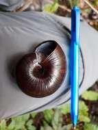 Image of Powelliphanta annectens (Powell 1936)