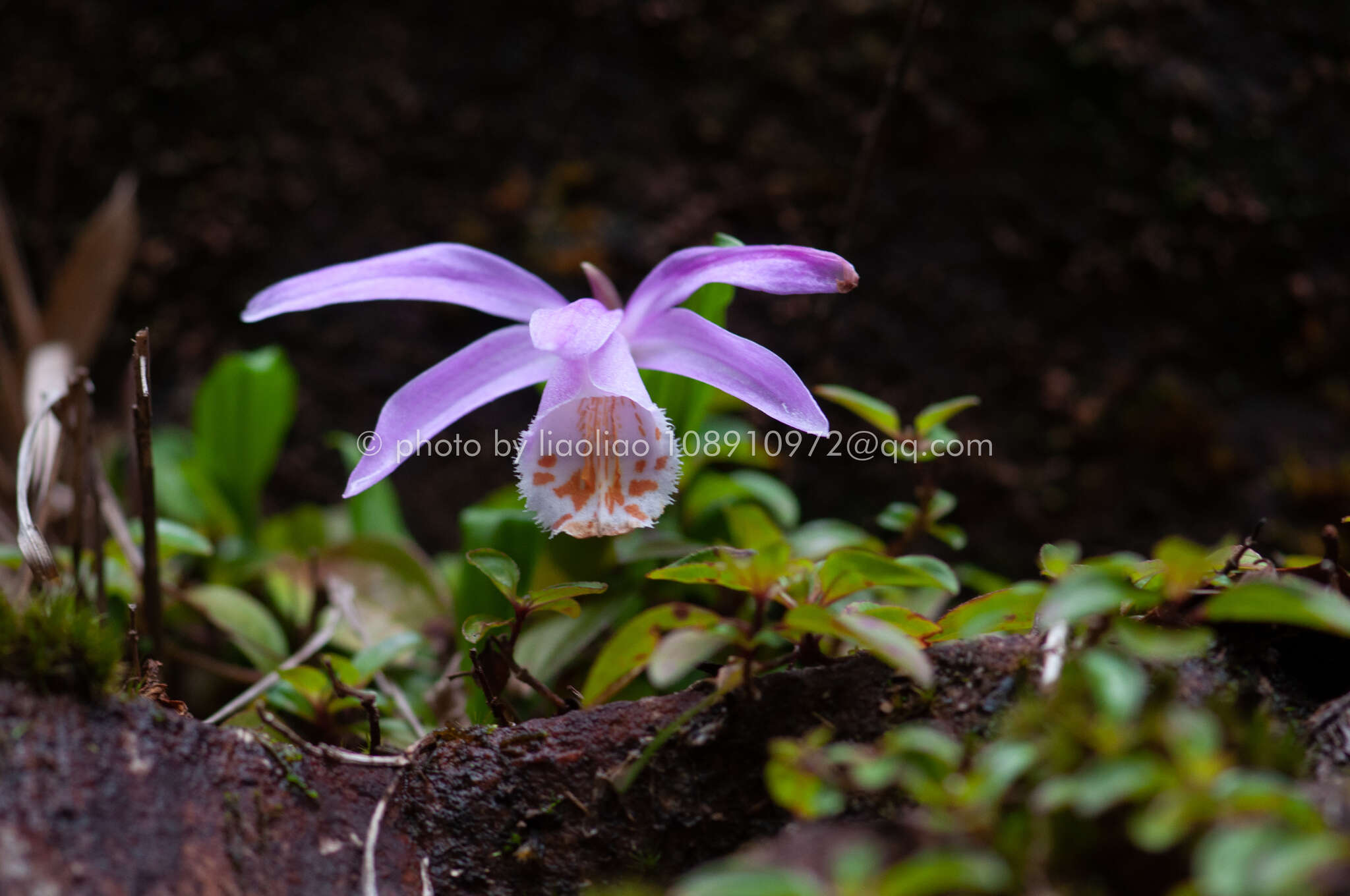 Pleione formosana Hayata resmi