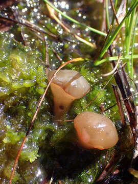 Image of Ascocoryne turficola (Boud.) Korf 1971