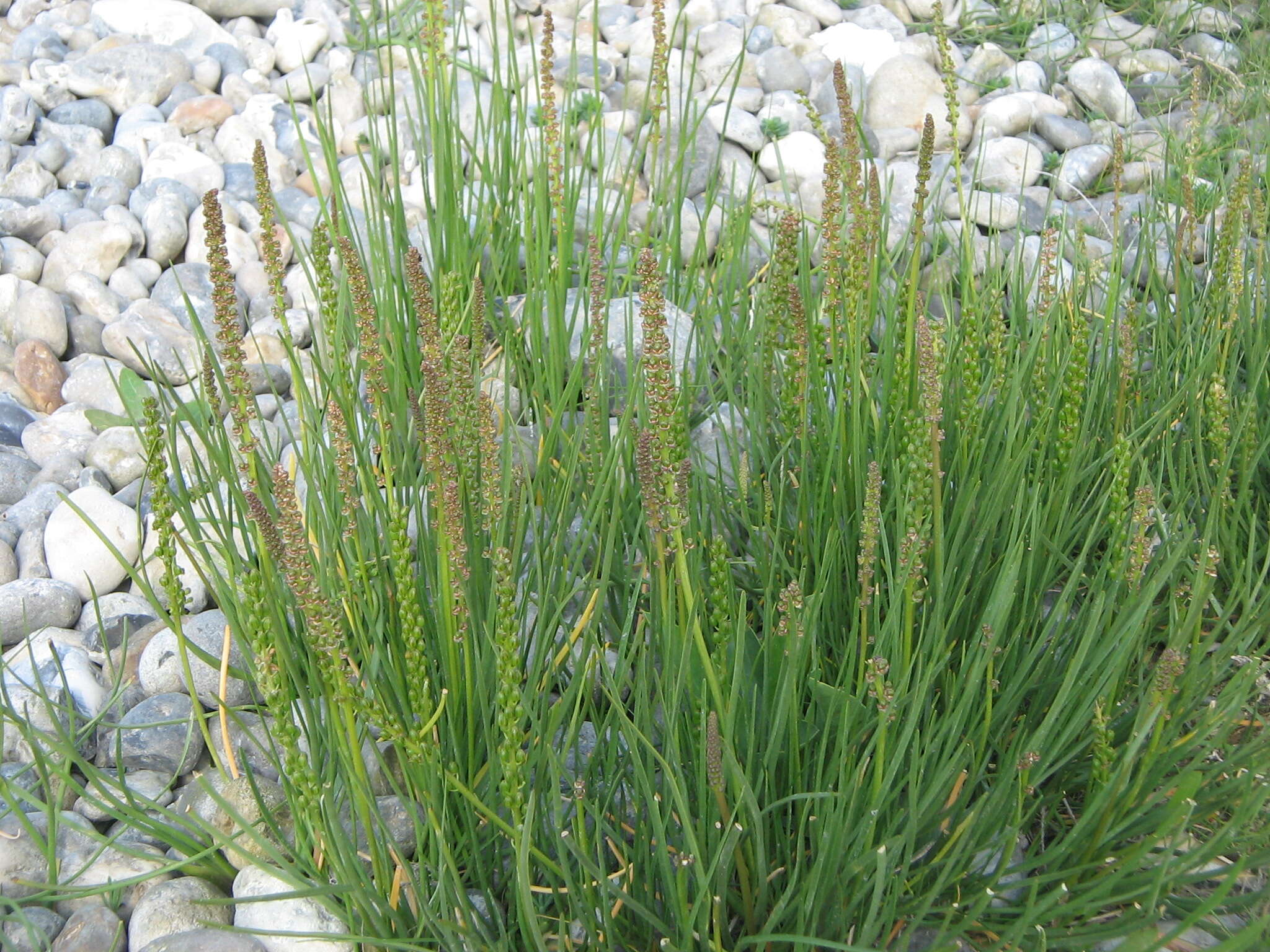 Image of Sea Arrowgrass