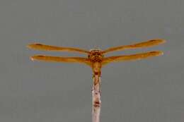 Image of Mexican Amberwing