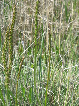 Image of Sea Arrowgrass