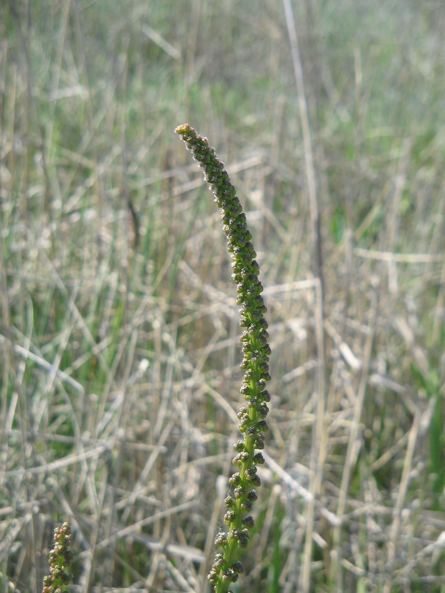 Image of Sea Arrowgrass