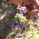 Sivun Tillandsia duratii var. saxatilis (Hassl.) L. B. Sm. kuva