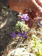 Image of Tillandsia duratii var. saxatilis (Hassl.) L. B. Sm.