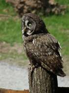 Image of Great Gray Owl