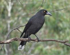 Image of Black Currawong