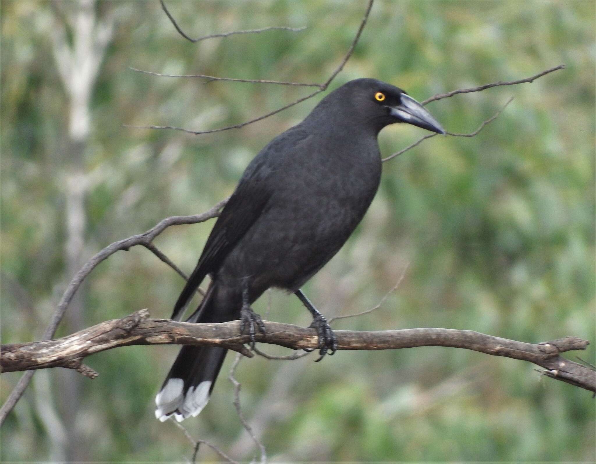 Image of Black Currawong