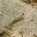 Image of Pink-speckled shrimpgoby