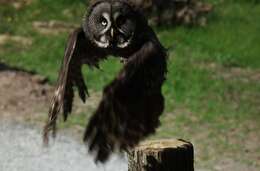 Image of Great Gray Owl