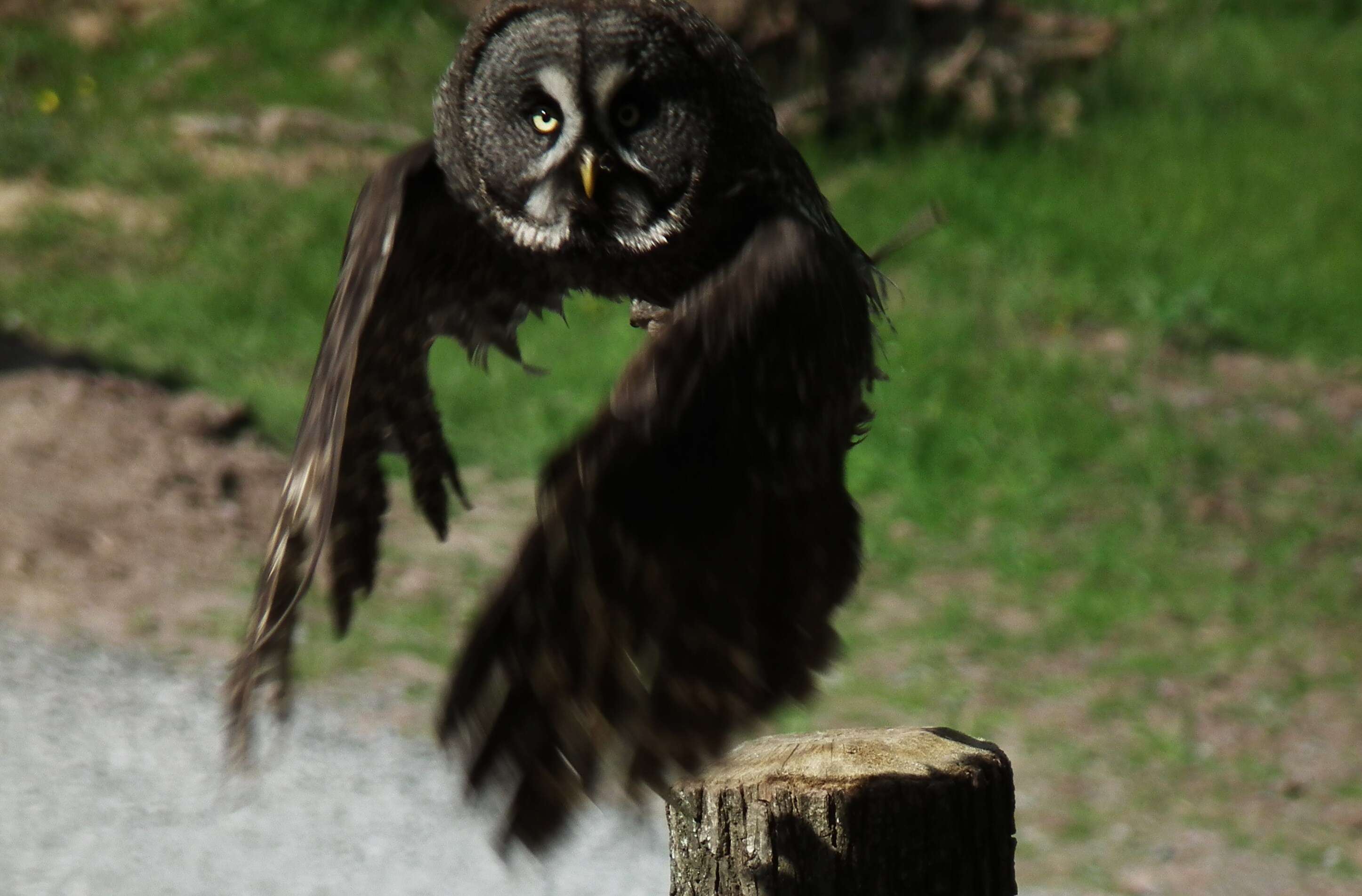 Image of Great Gray Owl