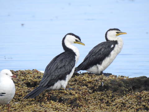 Image of Dwarf cormorants