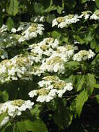 Image of Japanese snowball