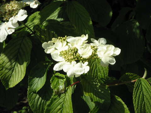 Image of Japanese snowball