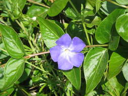 Image of Greater Periwinkle