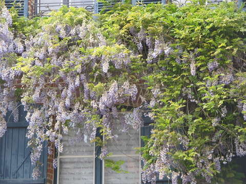 Image of Chinese wisteria