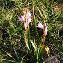 صورة Watsonia laccata (Jacq.) Ker Gawl.