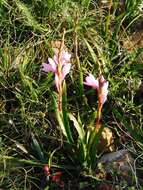 Image of Watsonia laccata (Jacq.) Ker Gawl.