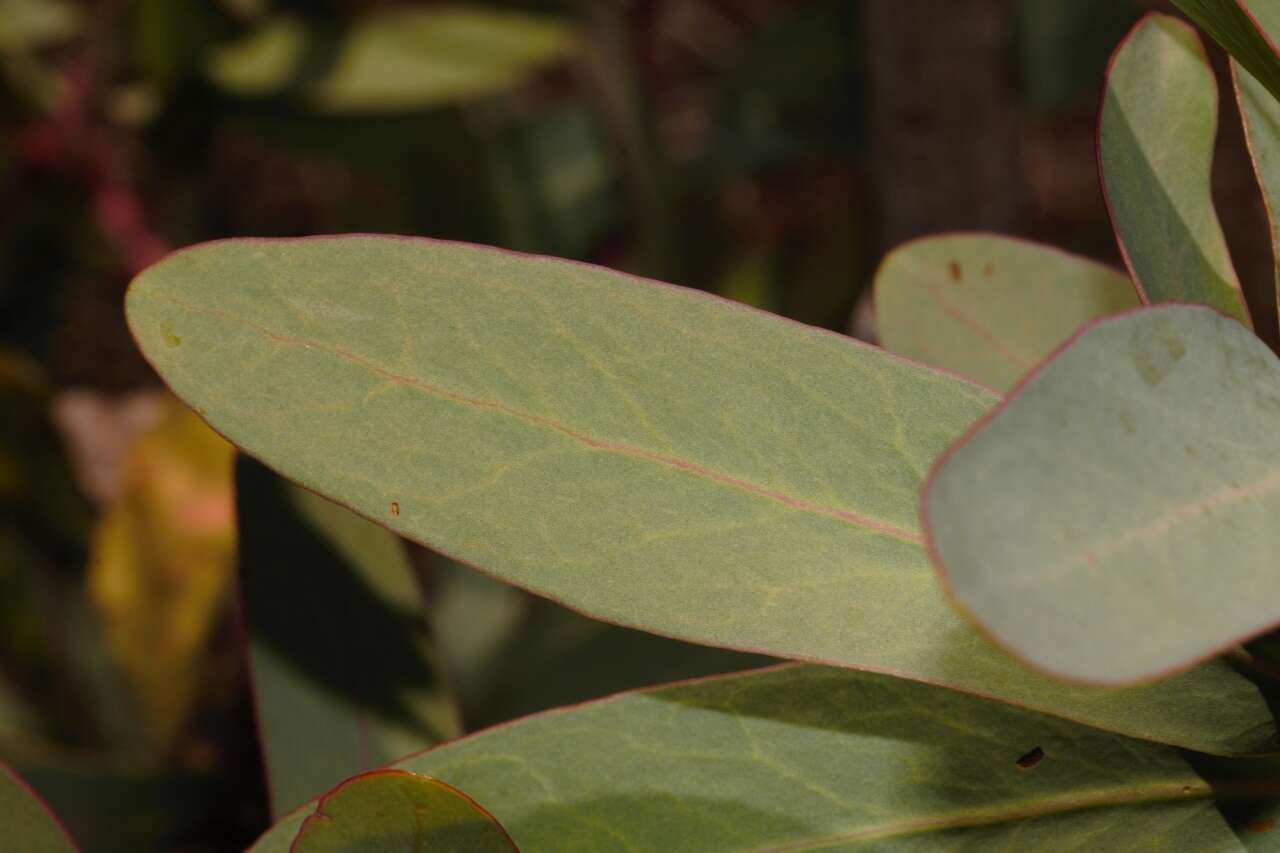 Plancia ëd Protea caffra subsp. gazensis (Beard) Chisumpa & Brummitt