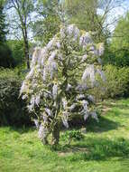 Image de Wisteria sinensis (Sims) Sweet