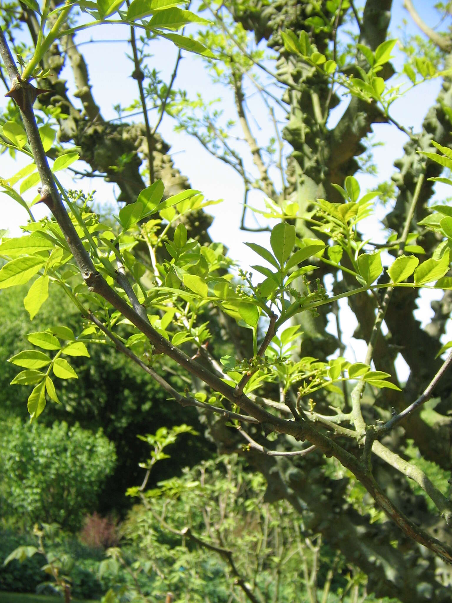 Imagem de Zanthoxylum americanum Mill.