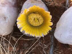 Image of Dinteranthus pole-evansii (N. E. Br.) Schwant.