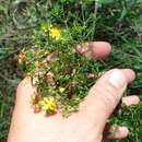 صورة Hypericum galioides Lam.