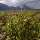 Image de Protea mucronifolia Salisb.