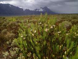 Image de Protea mucronifolia Salisb.