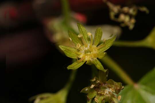 Image of Rocky Mountain maple