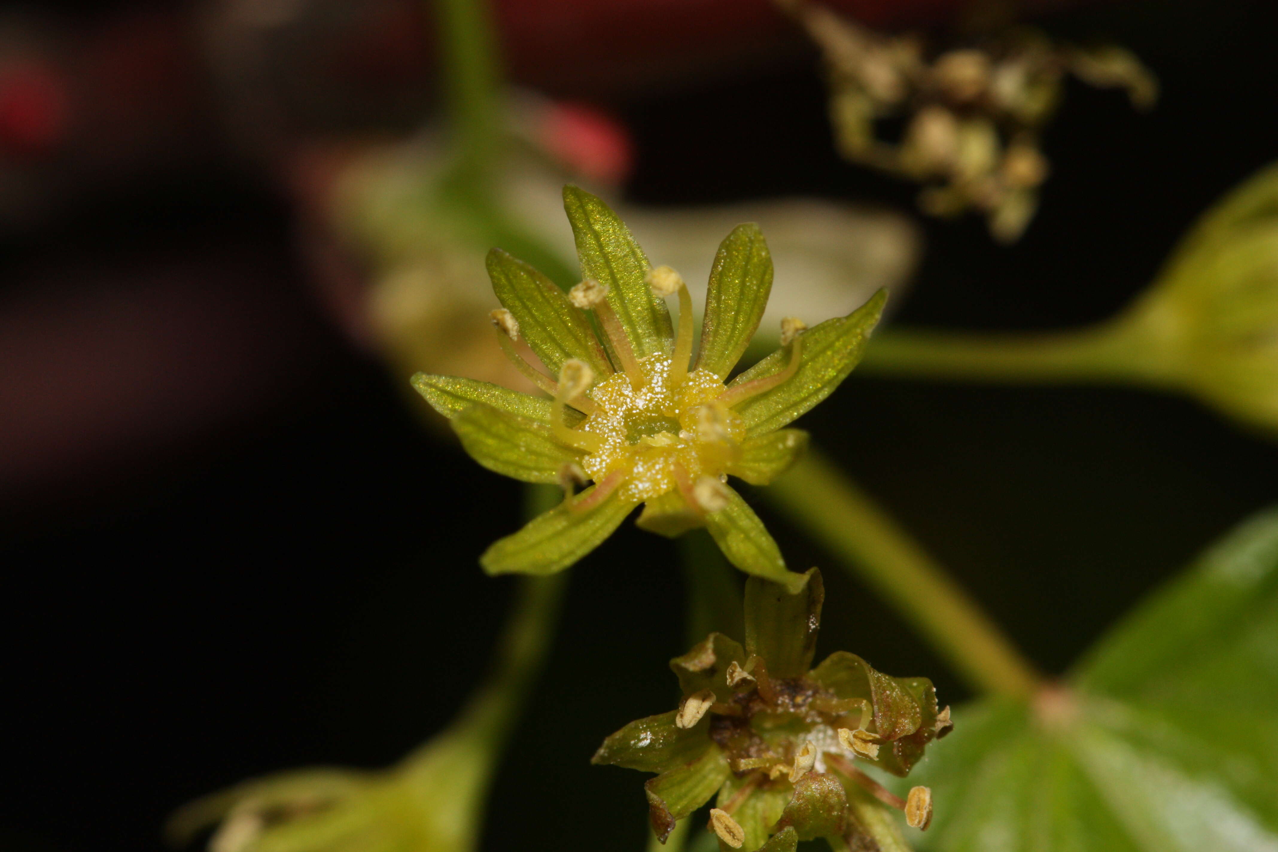 Image of Rocky Mountain maple