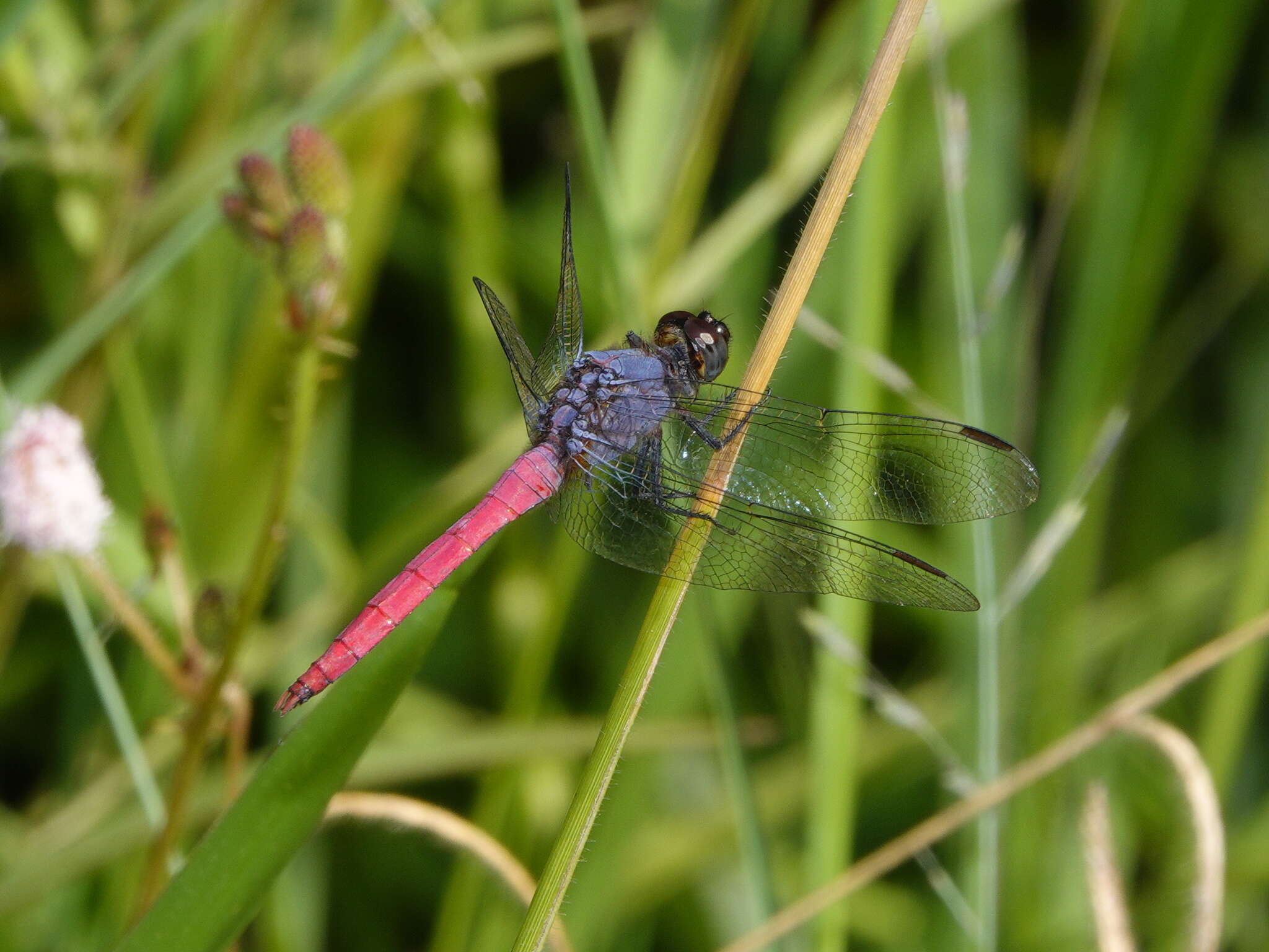 Image of Rosy Skimmer