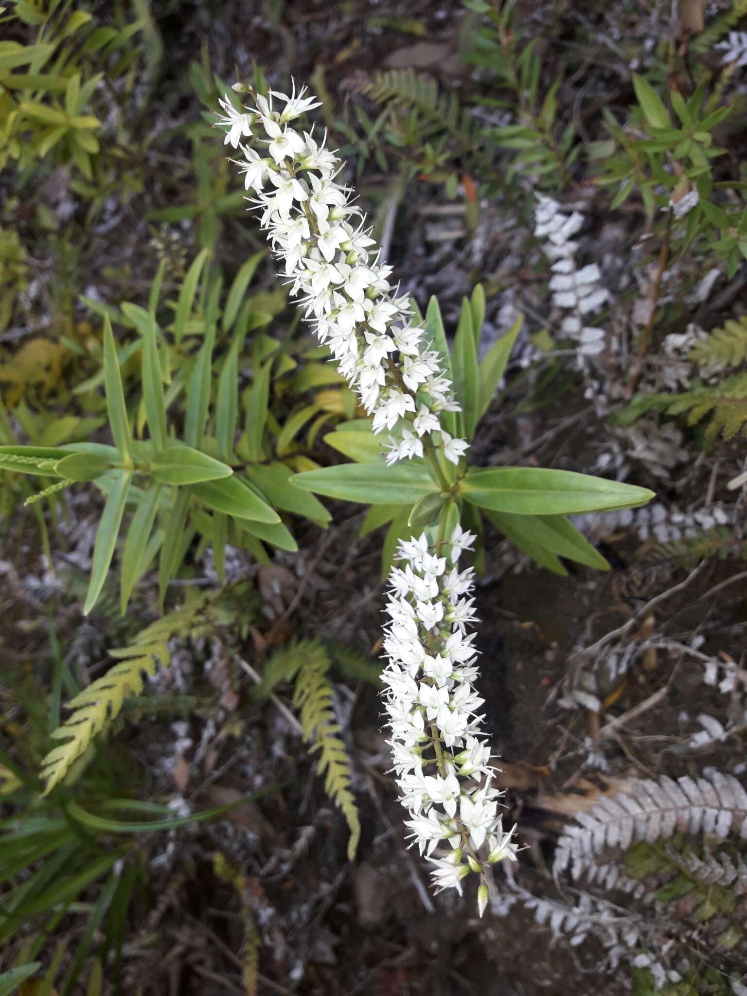 Image of Veronica ligustrifolia A. Cunn.