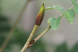 Plancia ëd Pterocarya rhoifolia Sieb. & Zucc.