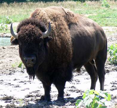 Image of American Bison