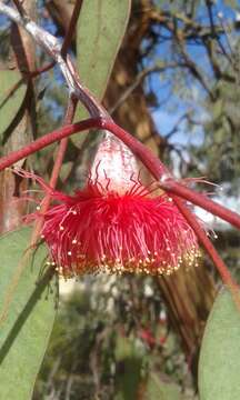 Слика од Eucalyptus caesia Benth.