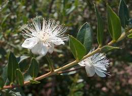 Image de Myrtus communis L.