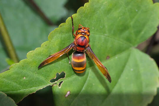 Rhynchium quinquecinctum (Fabricius 1787) resmi