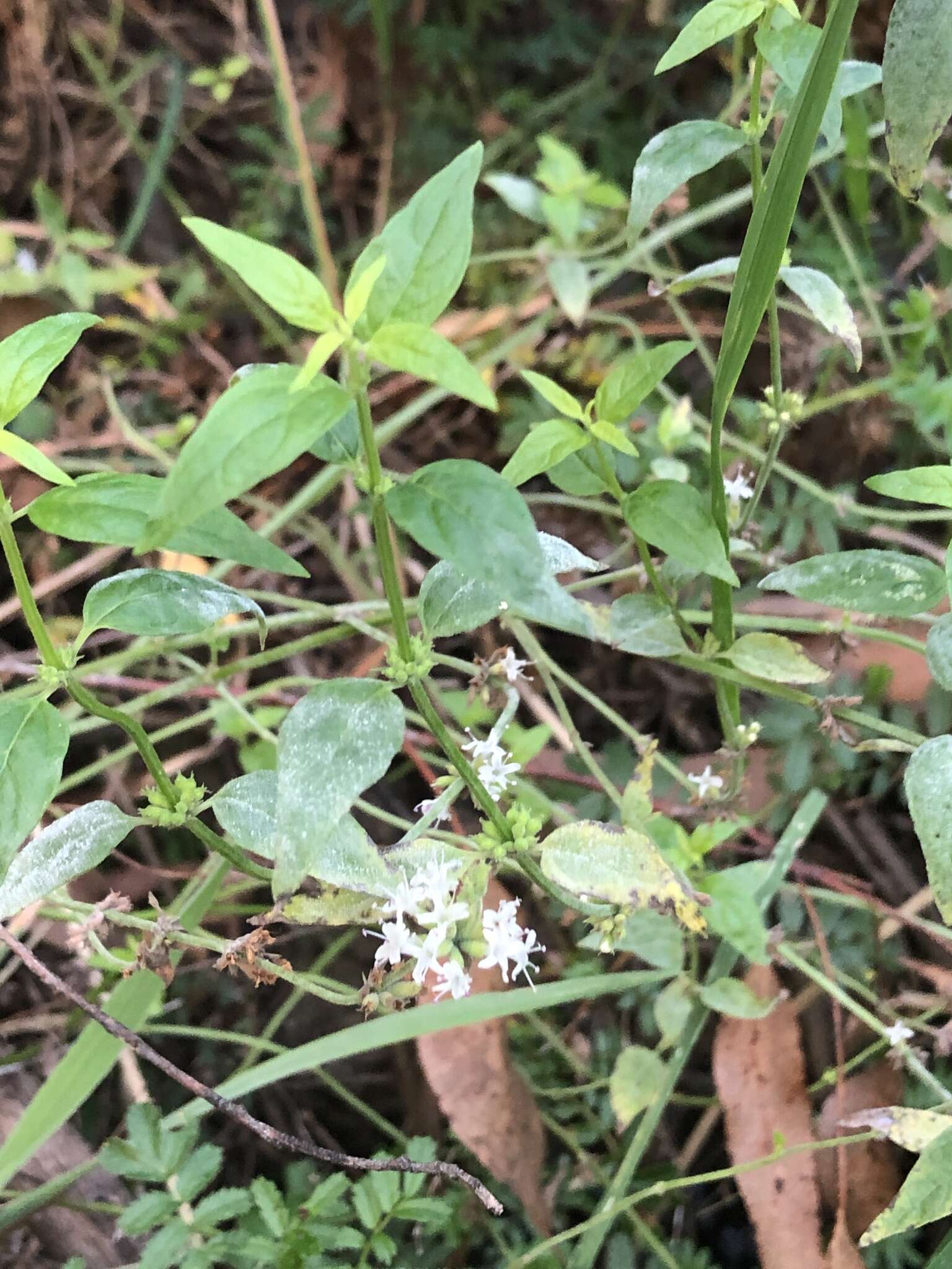 Image of Mentha australis R. Br.