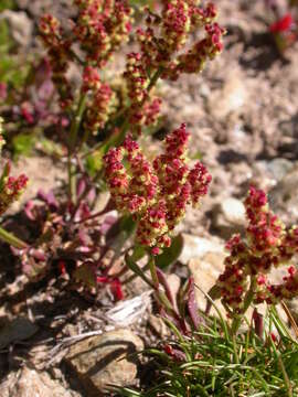 Image of Rumex nivalis Hegetschw.