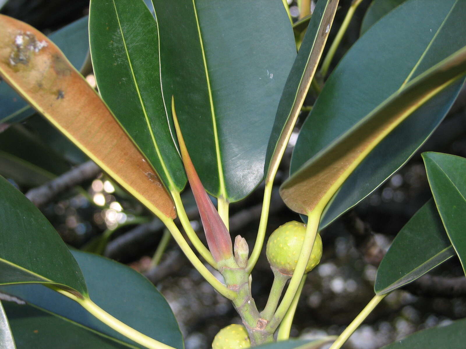 Imagem de Ficus macrophylla Desf.