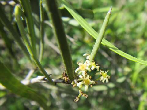 Image of Gymnosporia linearis subsp. linearis