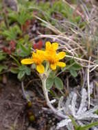 Jacobaea incana (L.) Veldkamp的圖片