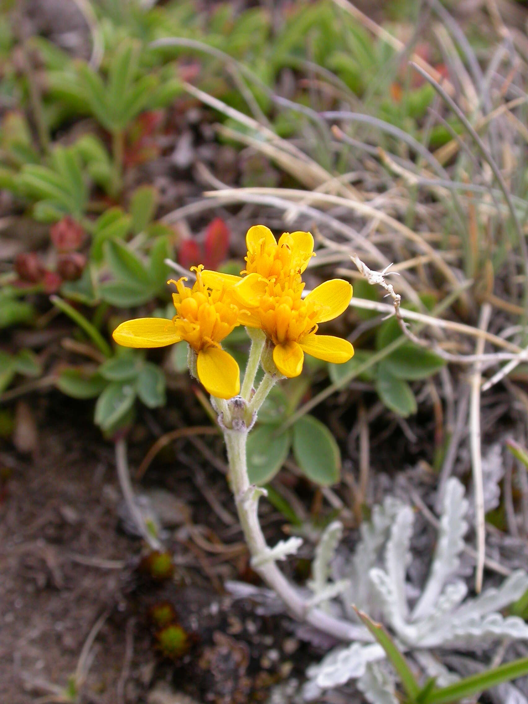 Jacobaea incana (L.) Veldkamp的圖片