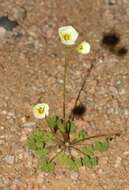 صورة Oxalis rosettifolia Roets, Dreyer & Oberl.