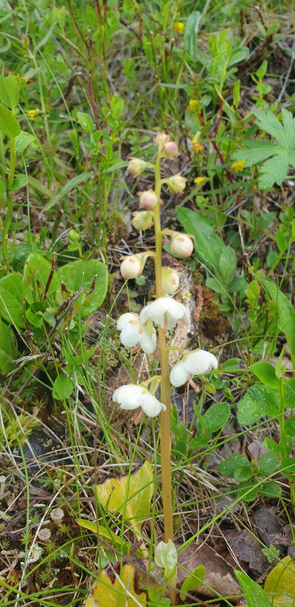 Image de Pyrola rotundifolia subsp. norvegica (Knaben) L. Hämet-Ahti